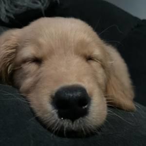 Meet your Posher, Parker